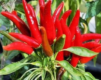 Sky hot peppers 30+ 朝天椒