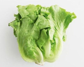 Italian lettuce seeds 義大利生菜籽