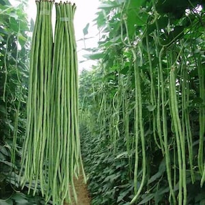 Chinese Long cowpea seeds 長豆角 30 seeds