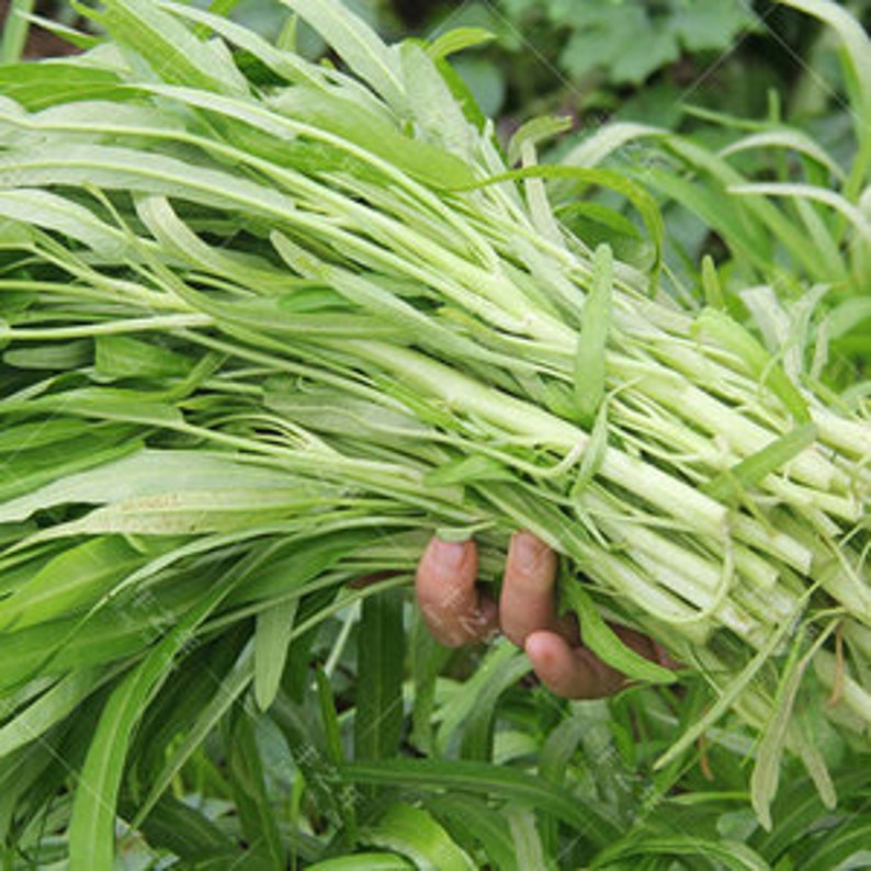 Chinese Water Spinach white stem image 2