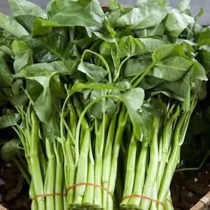 Chinese Water Spinach white stem image 1