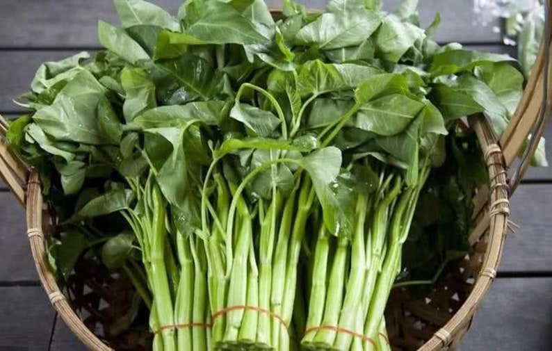 Chinese Water Spinach white stem image 1