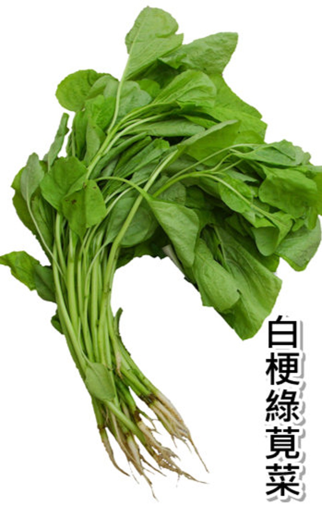 White-stem Green Amaranth Seeds (白梗綠莧菜） - Etsy Canada