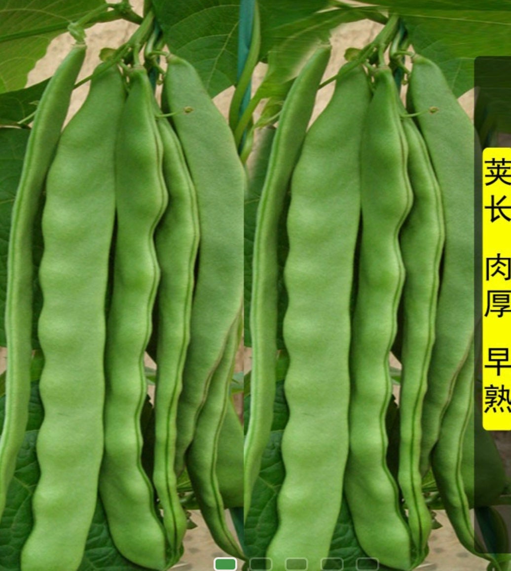 油豆角5公斤 油豆角- Etsy