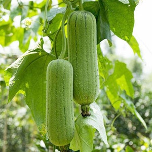 May include: Two green loofah gourds hanging from a vine with large green leaves. The loofahs are cylindrical with vertical ridges and a textured surface. The image is taken outdoors in natural light.