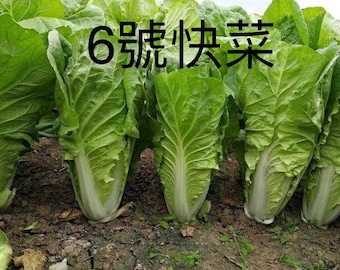 Quick Choy Chinese cabbage 快菜六號