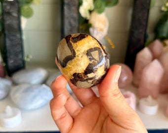 Natural Polished Septarian Palm Stone – Dragon Stone Crystal for Confidence | Root Chakra Gemstone