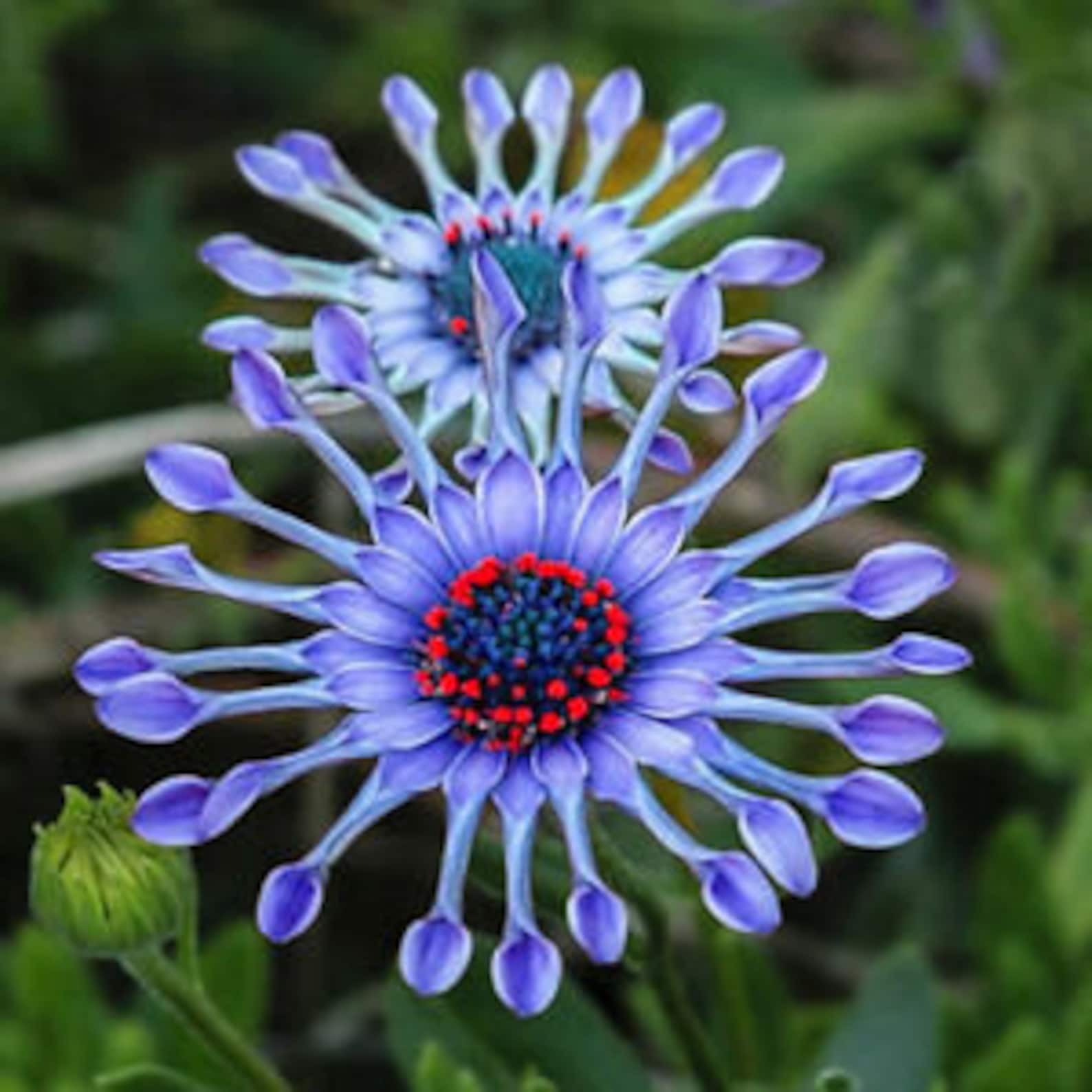 Rare Daisy Blooms Leak: A Collector'S Dream - f6jzbn1