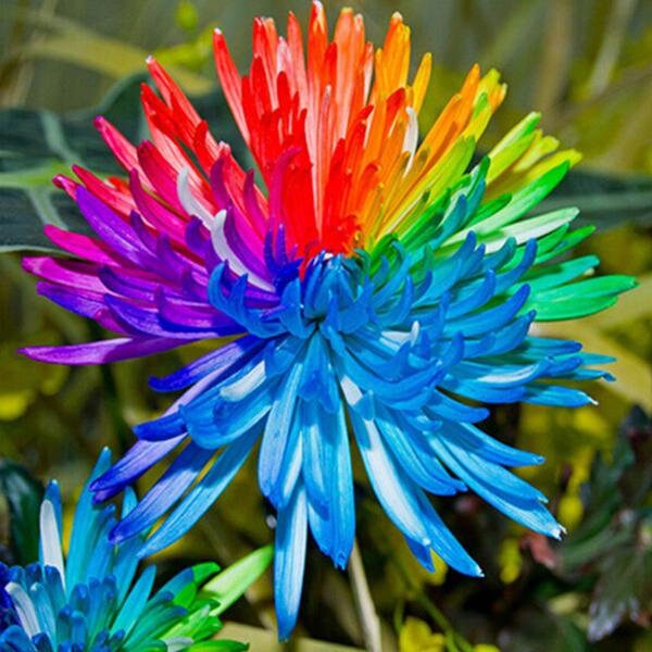 1000/ 500 Real Rainbow Chrysanthemum Seeds Plants Bonsai Etsy