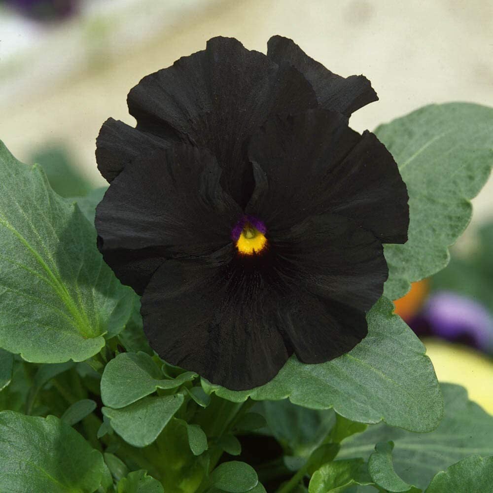 500/1000 pcs Black Pansy Flower Seeds/Black Viola Seeds Black Etsy