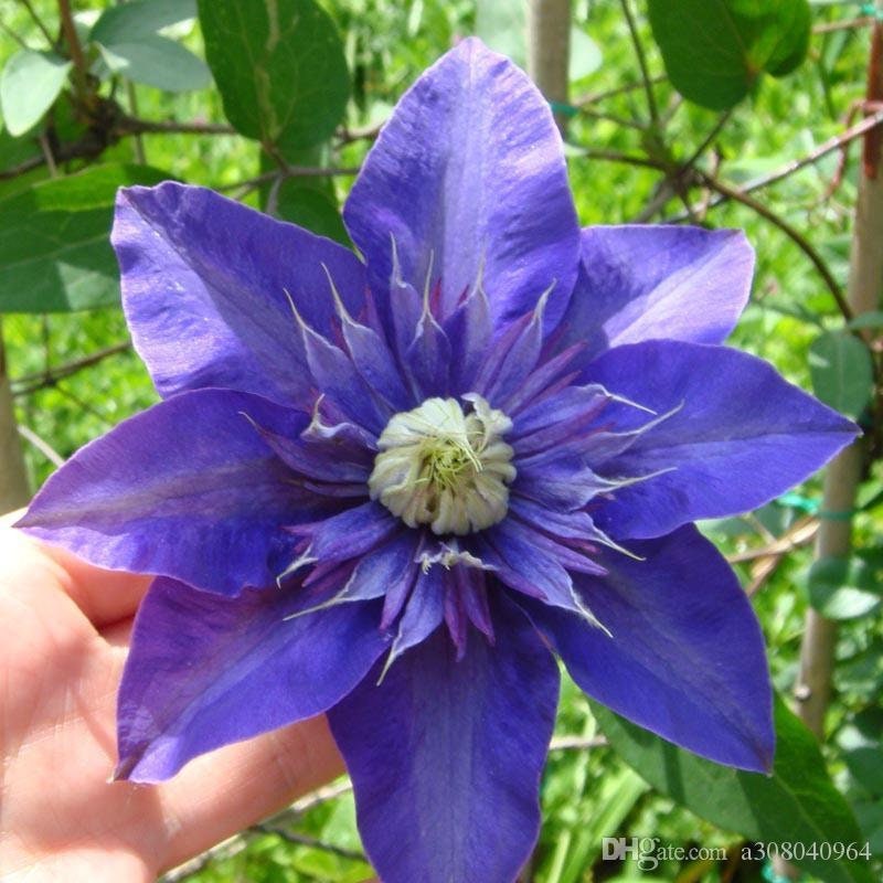 2550 pcs Clematis Seeds Flower Seed Flowers | Etsy