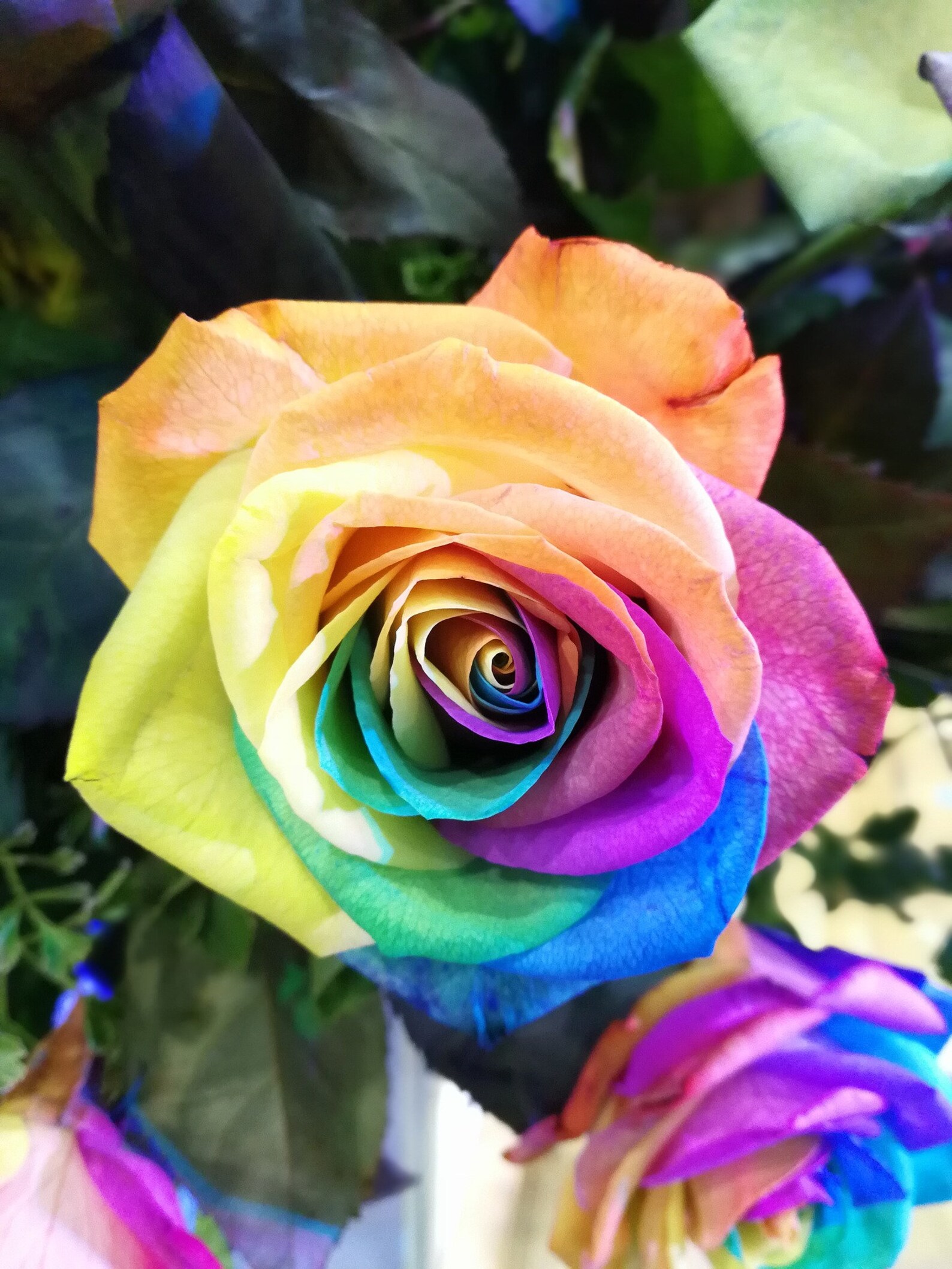 100200 Rainbow Rose Seeds Flower Bush Perennial Seeds For Etsy