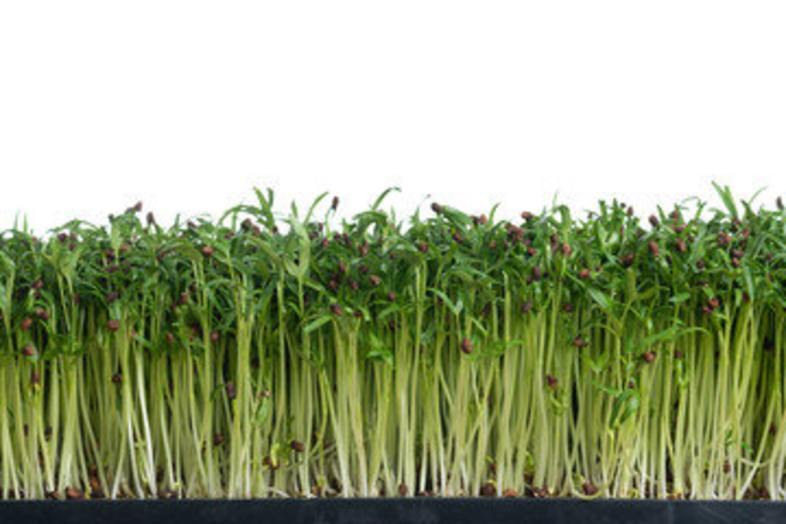100200 PCS Thai Water Spinach Seeds Ong Choy Water Chinese Etsy