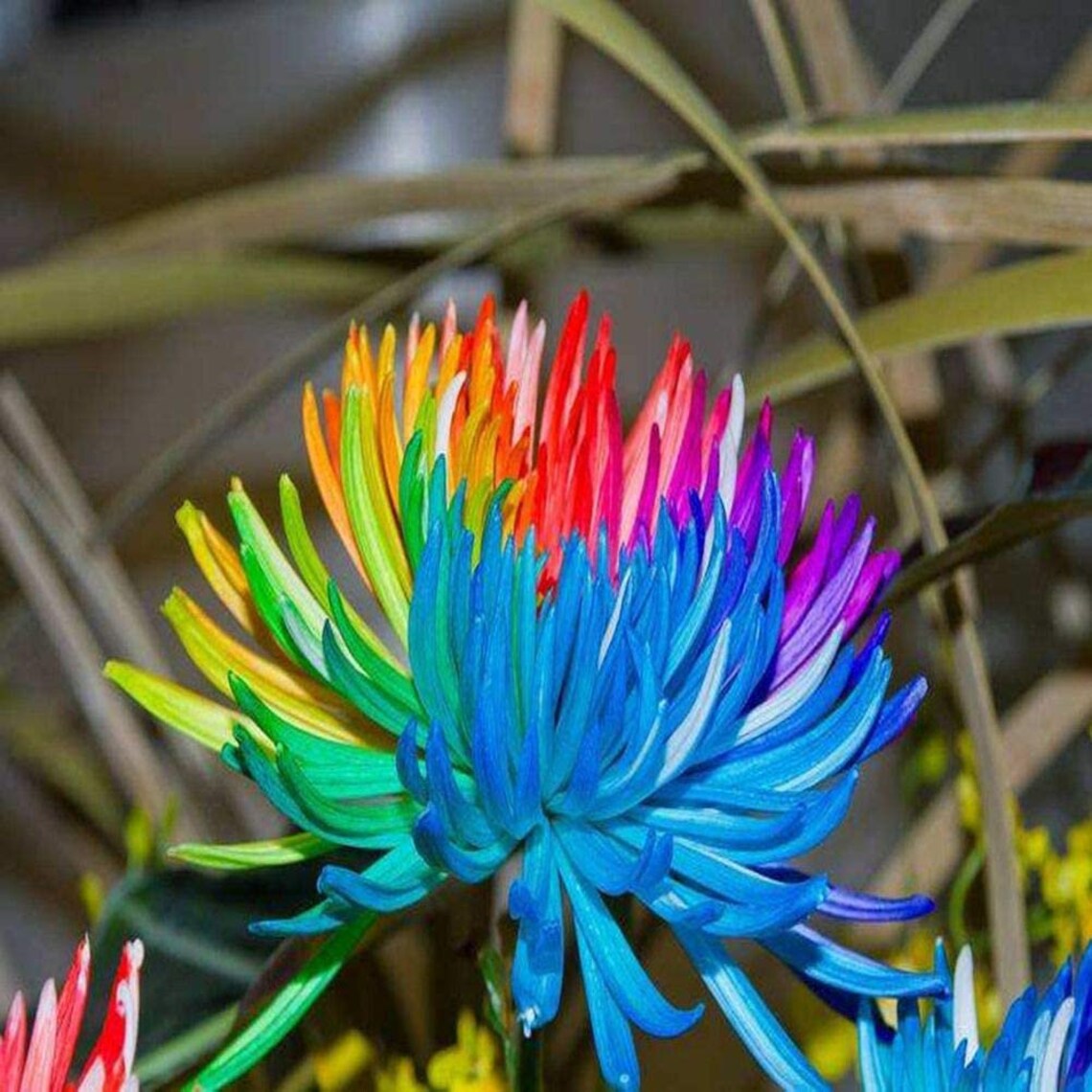 1000/ 500 Real Rainbow Chrysanthemum Seeds Plants Bonsai Etsy