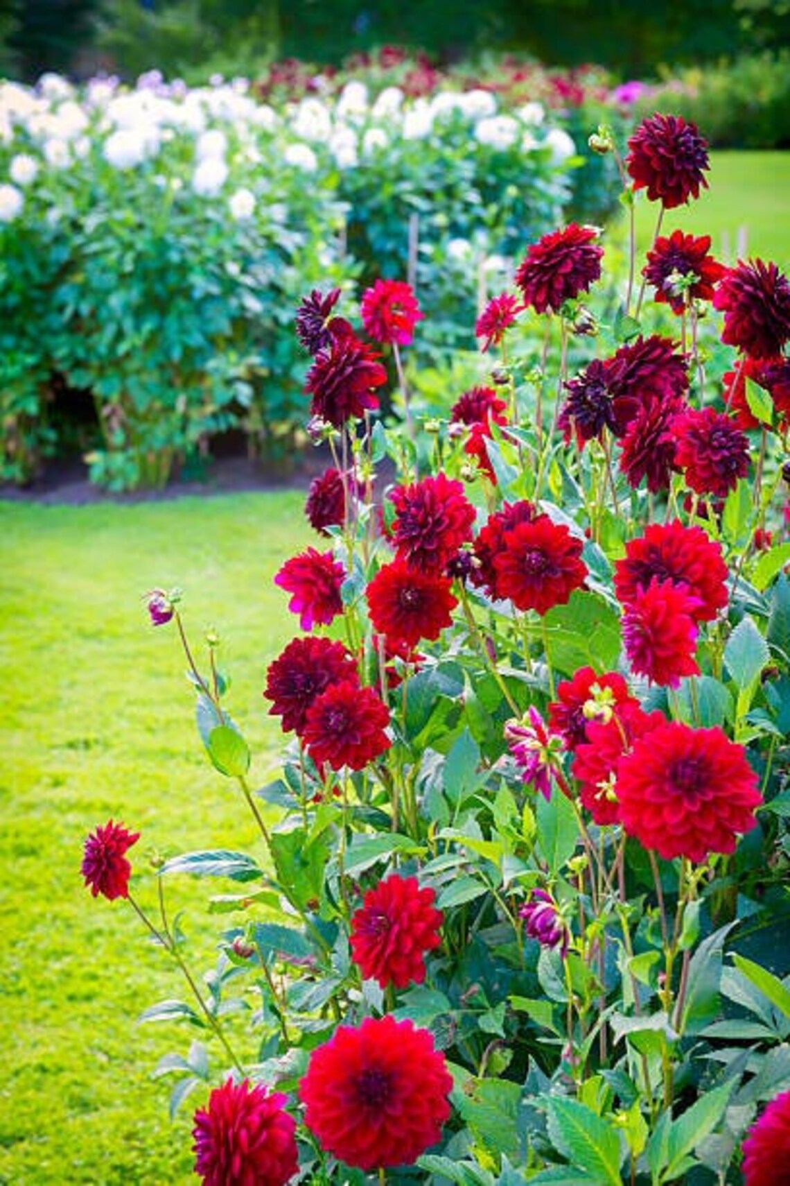 2050 SeedsRare Beautiful Perennial Dahlia Flowers Seeds Mix Etsy
