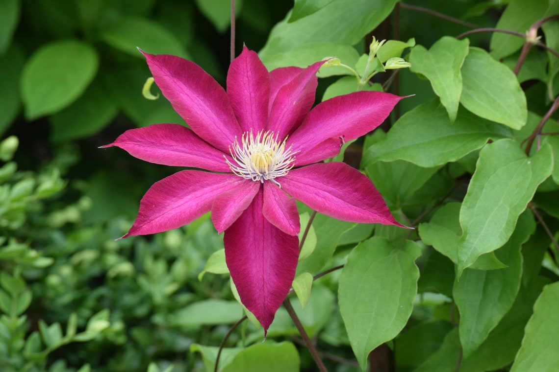 2550 pcs Clematis Seeds Flower Seed Flowers | Etsy