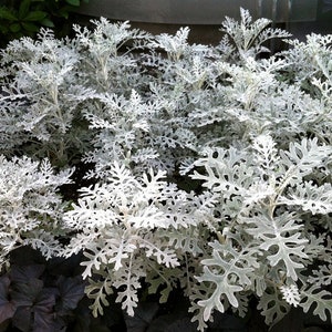 Jacobaea maritima, Silver ragwort, Dusty Miller 0.2 g / 100 seeds, Cineraria maritima GMO free image 2