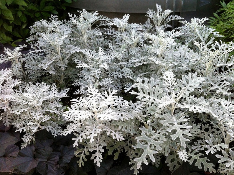 Jacobaea maritima, Silver ragwort, Dusty Miller 0.2 g / 100 seeds, Cineraria maritima GMO free image 2