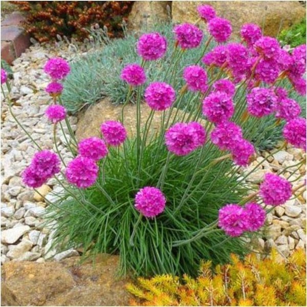 Armeria Blume, Sea Thrift, Seerosa Blumen, 0,15 g / 50 Premium Bio-Samen, Armeria Maritima, non GMO