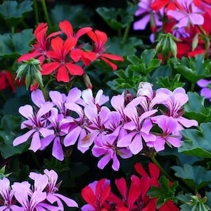 Puede incluir: Primer plano de flores de geranio rosas y rojas en flor. Las flores están agrupadas en un exuberante jardín verde.