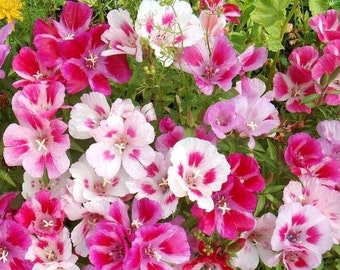 Satin Godetia Mixed Colors - GMO Free - Seeds