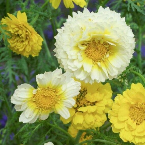 Buy Garland Daisy Chop-suey Greens Flowers Mix, 1g / 300 Seeds,  Chrysanthemum Coronarium, GMO FREE Online in India - Etsy