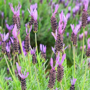 French Lavender, Lavandula - non GMO - Seeds