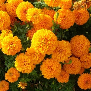 Caléndula “Hawaii” Flores naranjas, 1 g/50 semillas, Tagetes erecta, sin OGM