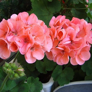May include: A cluster of pink geranium flowers in full bloom. The flowers are arranged in a circular shape and have a delicate, ruffled appearance. The flowers are surrounded by green leaves.