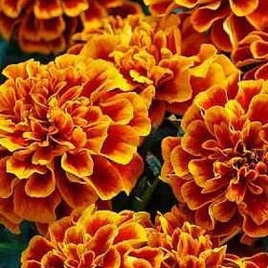 French Marigold Bolero, 1g/100 Organic Seeds, Tagetes Patula, GMO Free