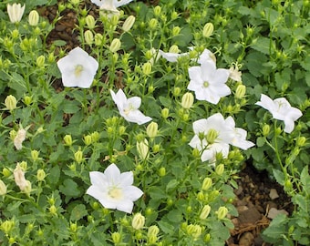 Campanula carpatica,Carpathian bell,Mix Colors,200 Seeds