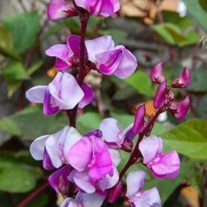Heirloom Hyacint Bonen, Dolichos Giant Climbing, 3 g / 10 Biologische Zaden, Dolichos lablab, GMO-vrij