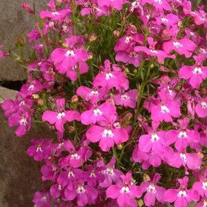 Lobelia Cape Carmine, Pink-Red Flowers non GMO, 0.1g / 200 Seeds Lobelia Erinus image 2