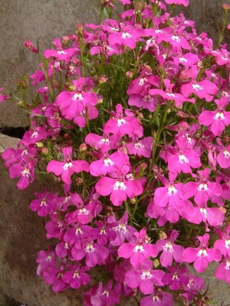 Lobelia Cape Carmine, Pink-Red Flowers non GMO, 0.1g / 200 Seeds Lobelia Erinus image 2