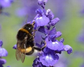 Mealycup Sage,  Salvia Victoria Blue Flowers, 0.2g / 70 Seeds, Salvia Farinacea, GMO Free