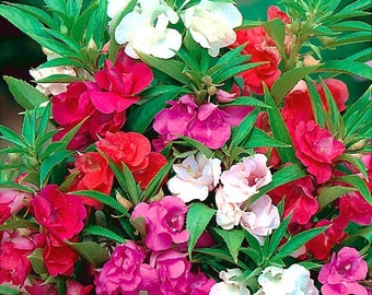 Balsam Dwarf Camelias blend, Camellia Balsam Flower Mix color, non GMO, 100 Seeds, Impatiens Balsamina