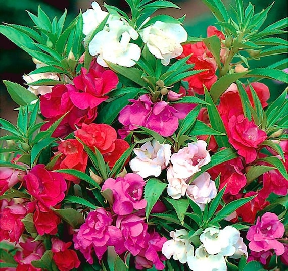 Balsam Dwarf Camelias Blend Camellia Balsam Flower Mix Color - Etsy Ireland