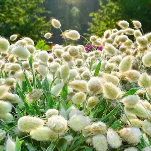 Peut inclure: Un champ d'herbe à queue de lapin blanche et moelleuse, également connue sous le nom de Lagurus ovatus, avec des tiges et des feuilles vertes. L'herbe est en fleurs et les fleurs sont douces et plumeuses.