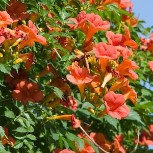 Trompetenranke, Trompetenranke, Kuhmeisenkäfer, Kolibriranke, 0,3 g Bio-Samen, Campsis radicans, GMO Free