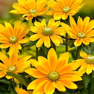 Rudbeckia Green Eyes, 0.3 g / 50 Seeds, Rudbeckia hirta, non GMO