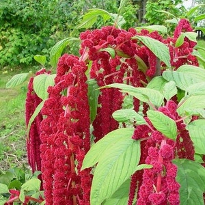 Amaranth Grand Cascade Flowers, 0.5g / 500 Seeds, Amaranthus Caudatus GMO FREE