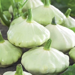 Semillas de calabaza de verano Patisson, Cucurbita Pepo, 15 semillas sin OMG