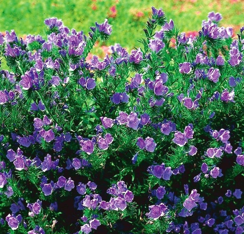 Purple Viper's Bugloss Echium Plantagineum, Gemengde kleuren, GMO vrij, 250 zaden afbeelding 2