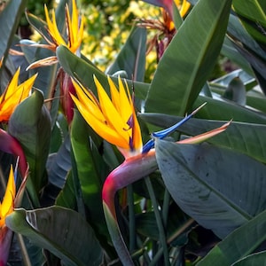 Strelizia, Paradiesvogel, 5 Exotische Samen, Strelitzia Reginae, Gentechnikfrei