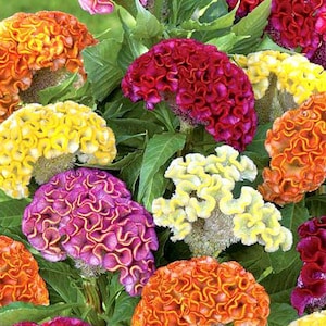 Common Cockscomb Mixed Colors, non GMO, 300 Seeds