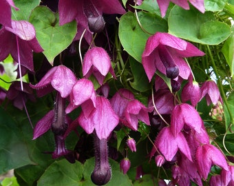Purple Bell Vine, 6 Seeds, Rhodociton Atrosanguineus, GMO free
