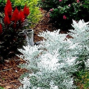 Jacobaea maritima, Silver ragwort, Dusty Miller 0.2 g / 100 seeds, Cineraria maritima GMO free image 3