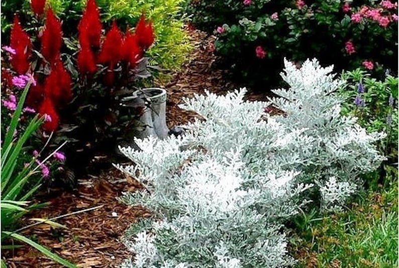 Jacobaea maritima, Silver ragwort, Dusty Miller 0.2 g / 100 seeds, Cineraria maritima GMO free image 3