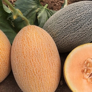 Melon Ananas, 1 g / 20 Organic Seeds, Cucumis melo L., GMO Free