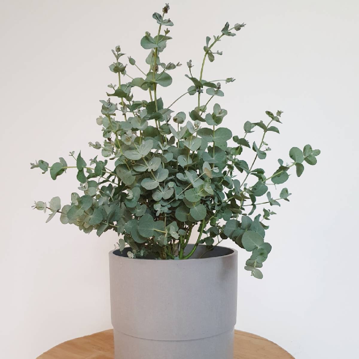 Live Eucalyptus Plant - Etsy Norway